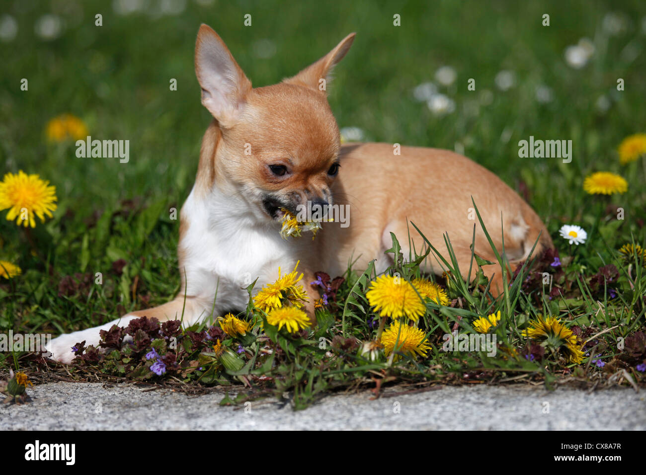 shorthaired Chihuahua Stock Photo