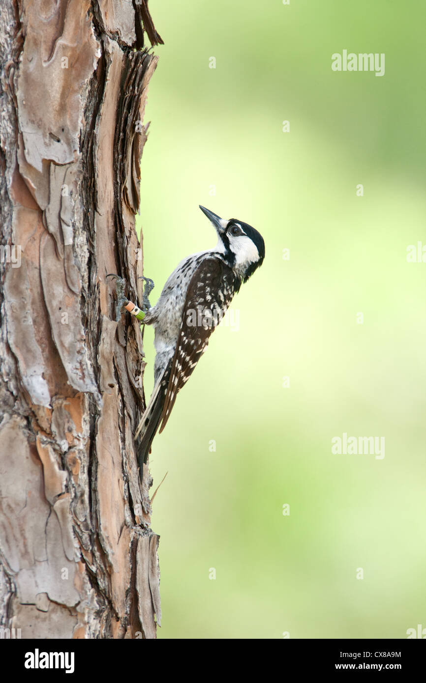 Red-cockaded Woodpecker bird perching vertical Stock Photo