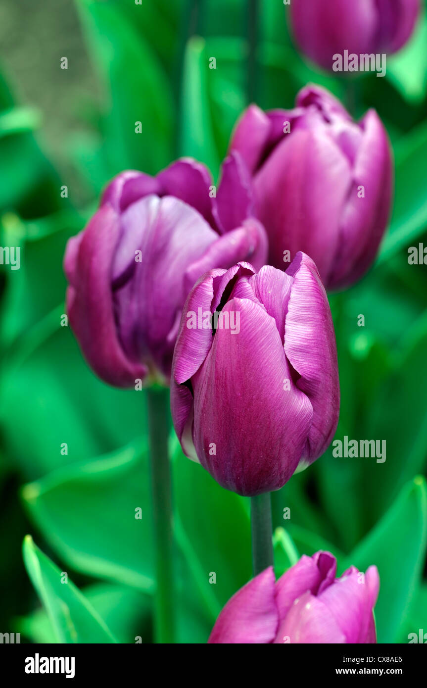 Tulipa negrita purple pink triumph tulip garden flowers spring flower bloom blossom bed colour color Stock Photo