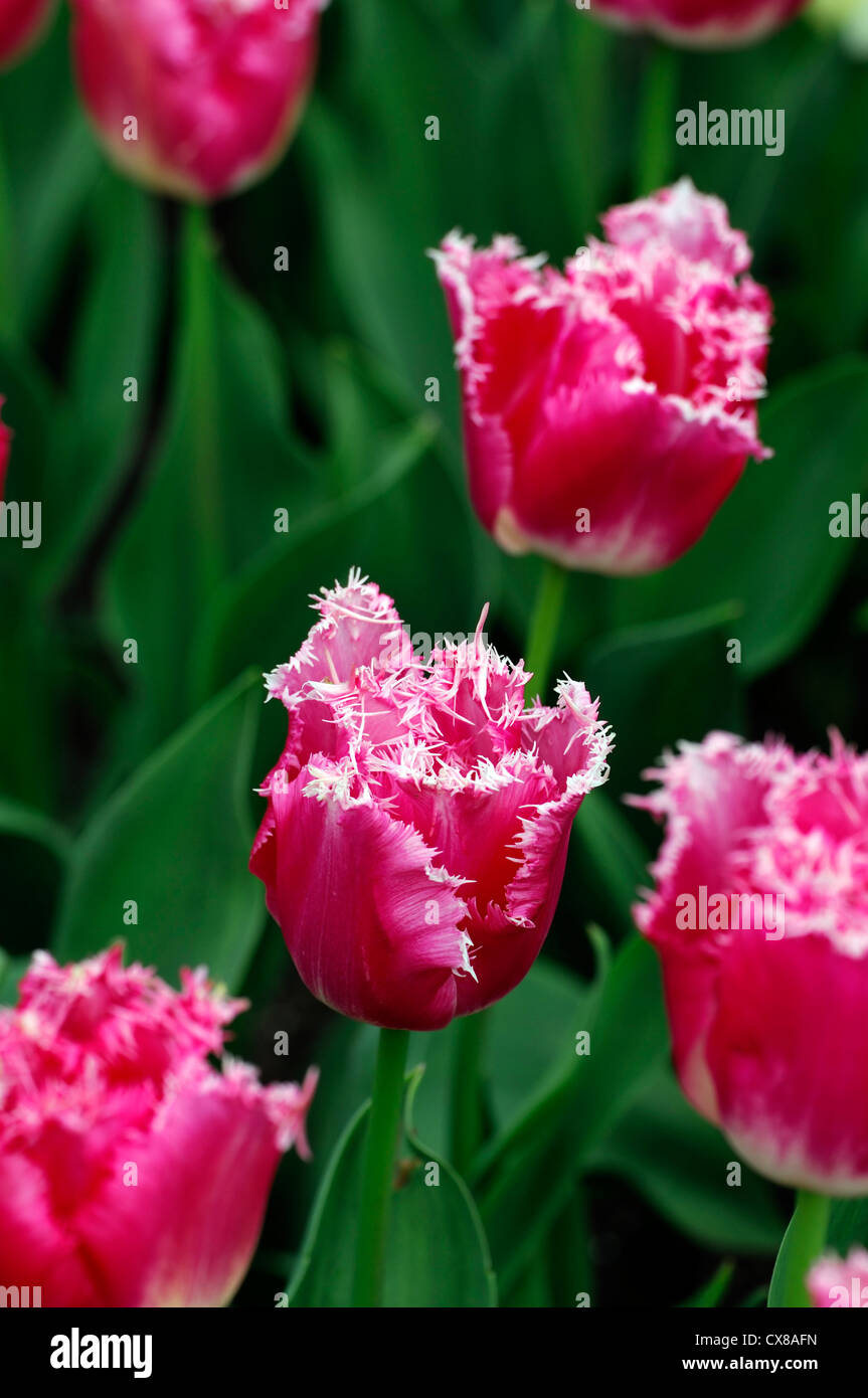 Tulipa new look fringed pink white tulip garden flowers spring flower bloom blossom bed colour color Stock Photo
