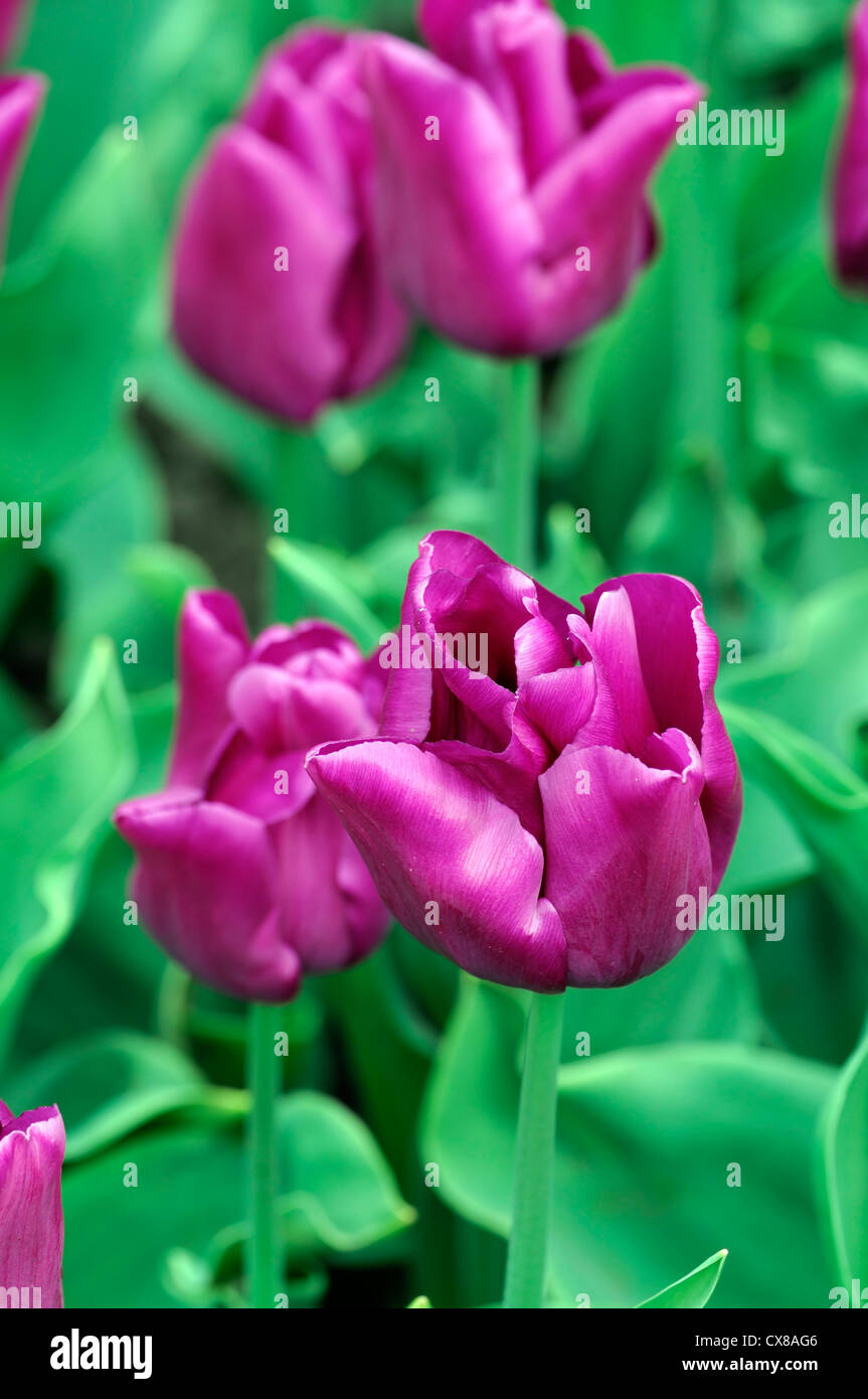 Tulipa passionale pink triumph tulip garden flowers spring flower bloom blossom bed colour color Stock Photo