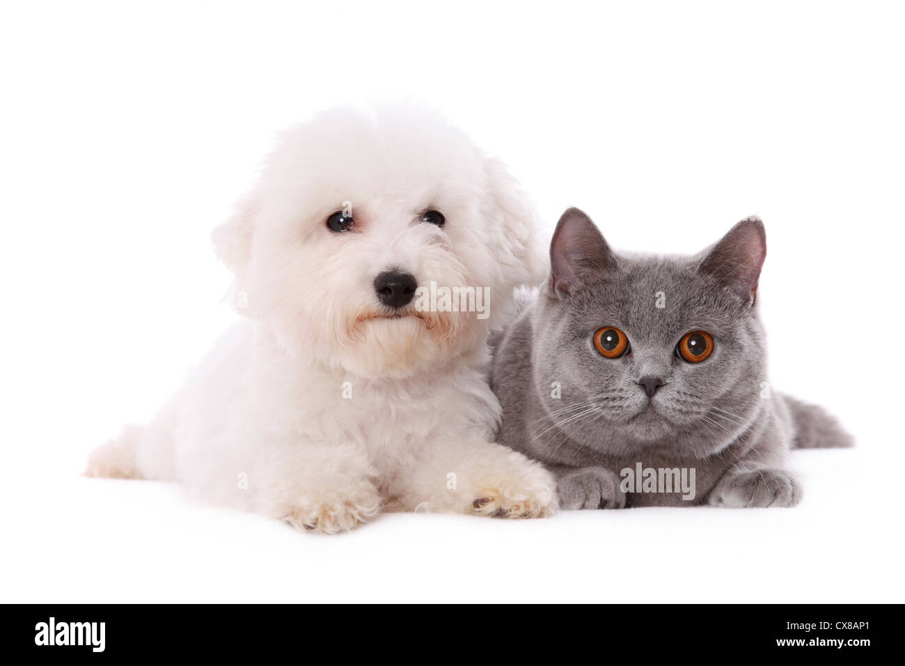 Bichon Firse An British Shorthair Stock Photo 50585865 Alamy