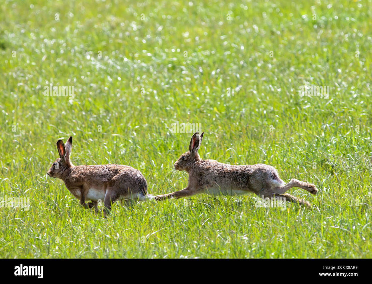 Leaping rabbit hires stock photography and images Alamy