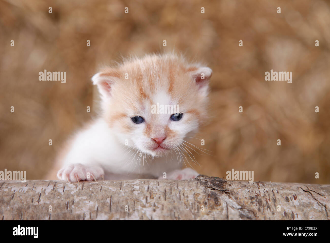 newborn kitten Stock Photo