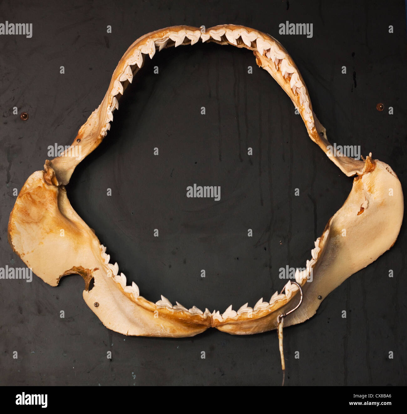 Animal jaw bone hires stock photography and images Alamy