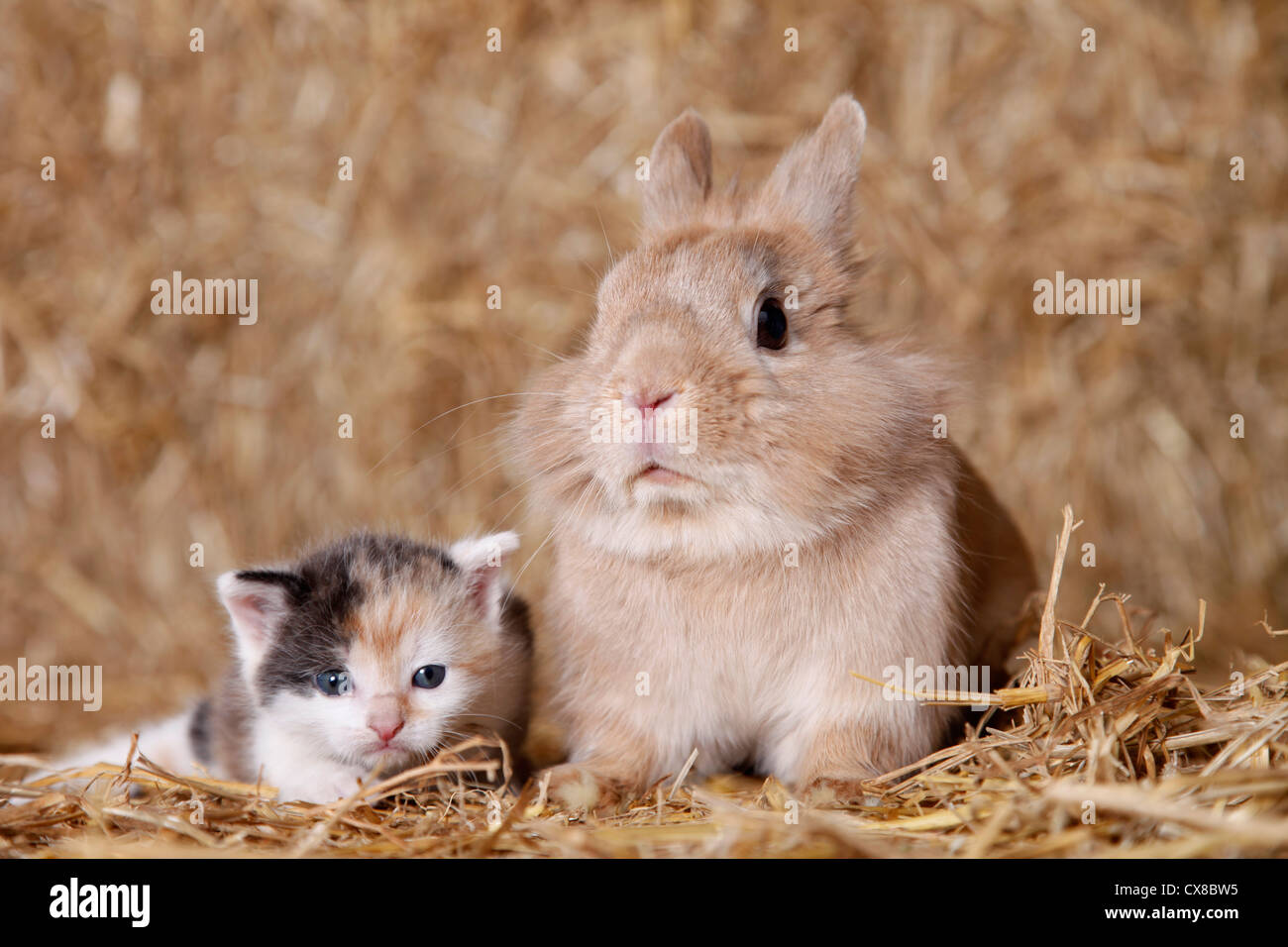 Calico rabbit hi-res stock photography and images - Alamy