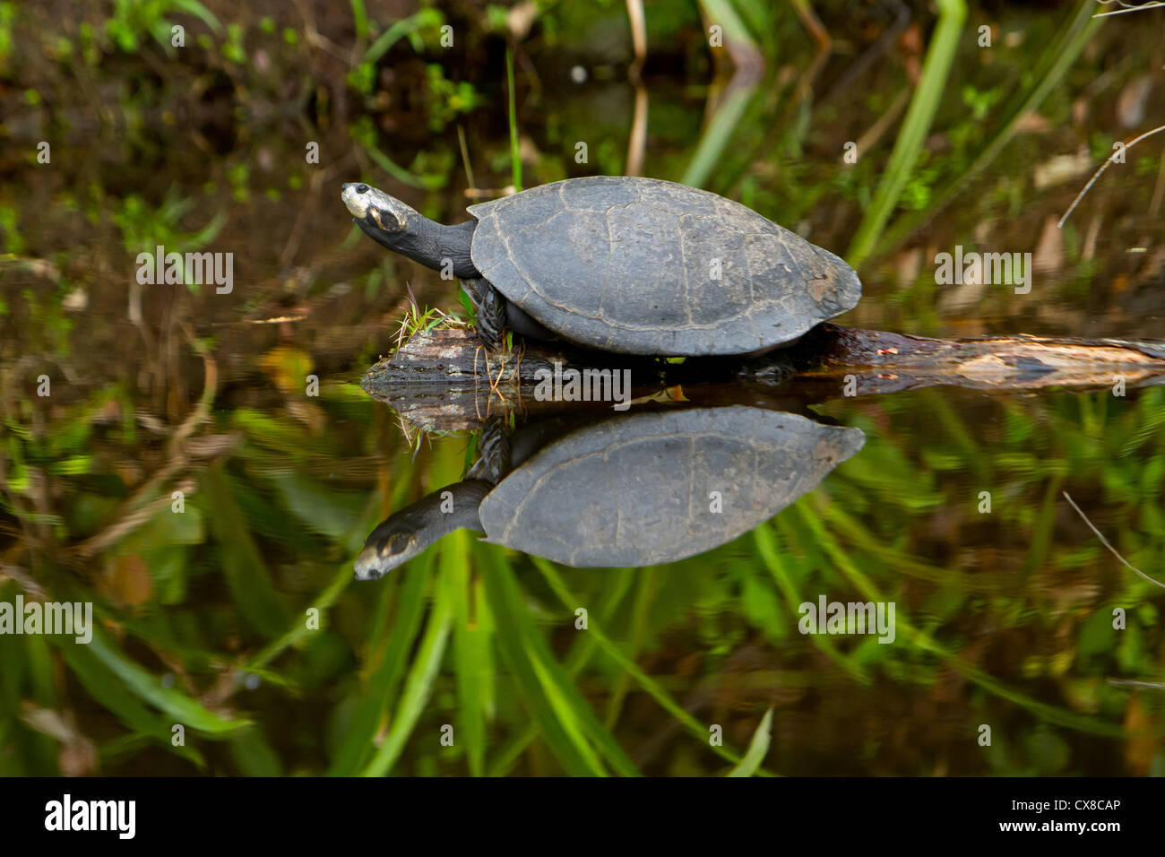 Amazon river turtle on its natural habitat Stock Photo