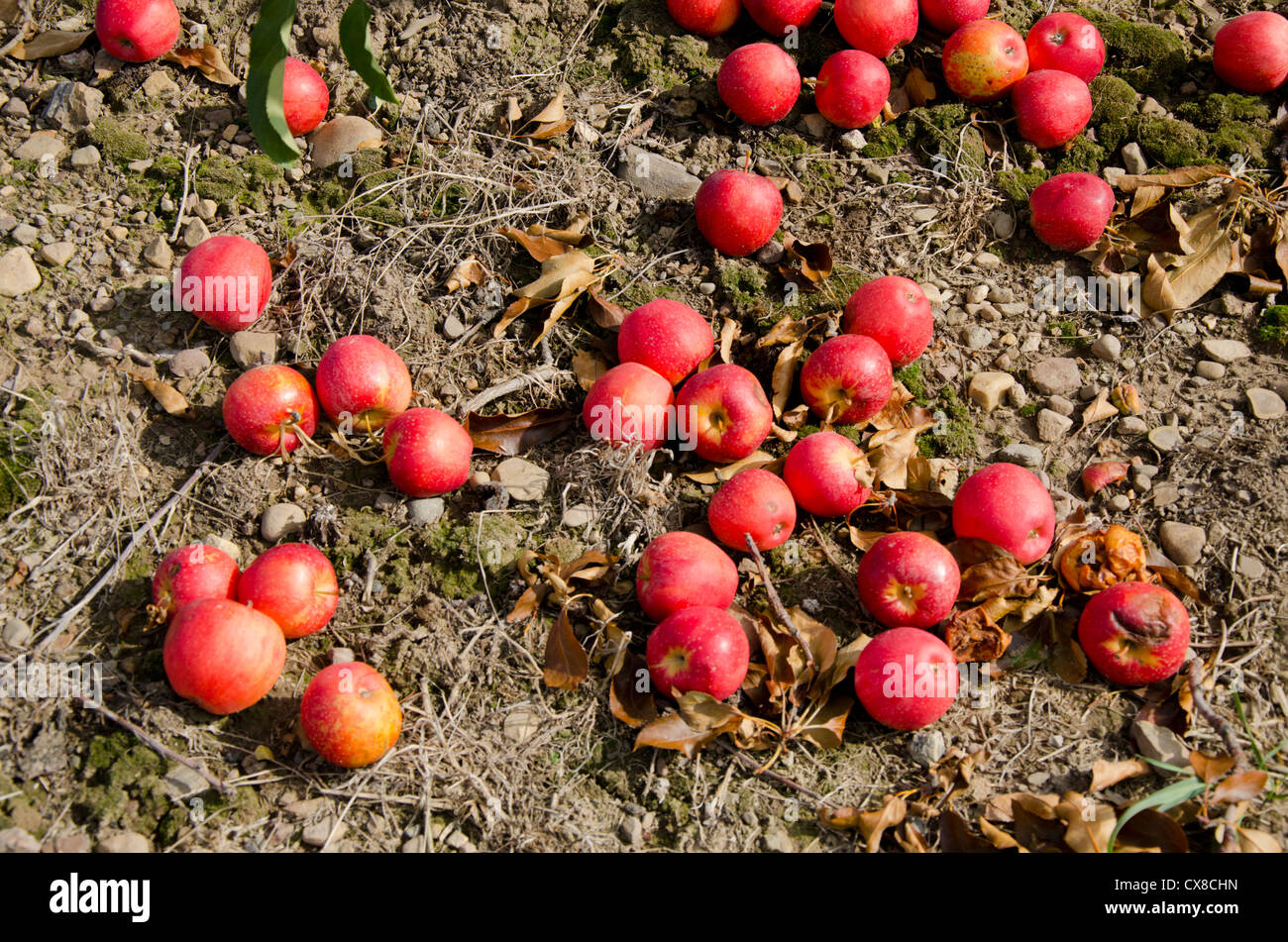 New York, LaFayette. Typical apple orchard in upstate New York at