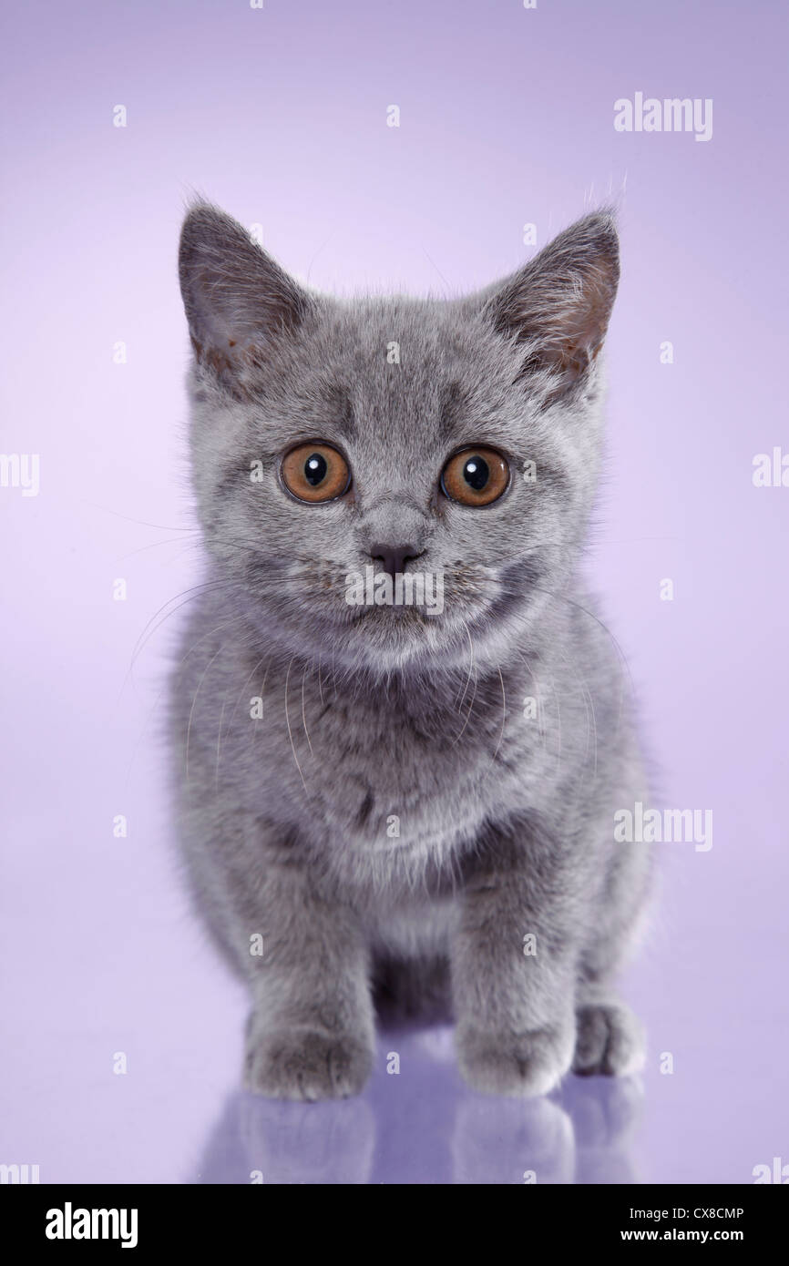 British Shorthair Kitten Stock Photo Alamy