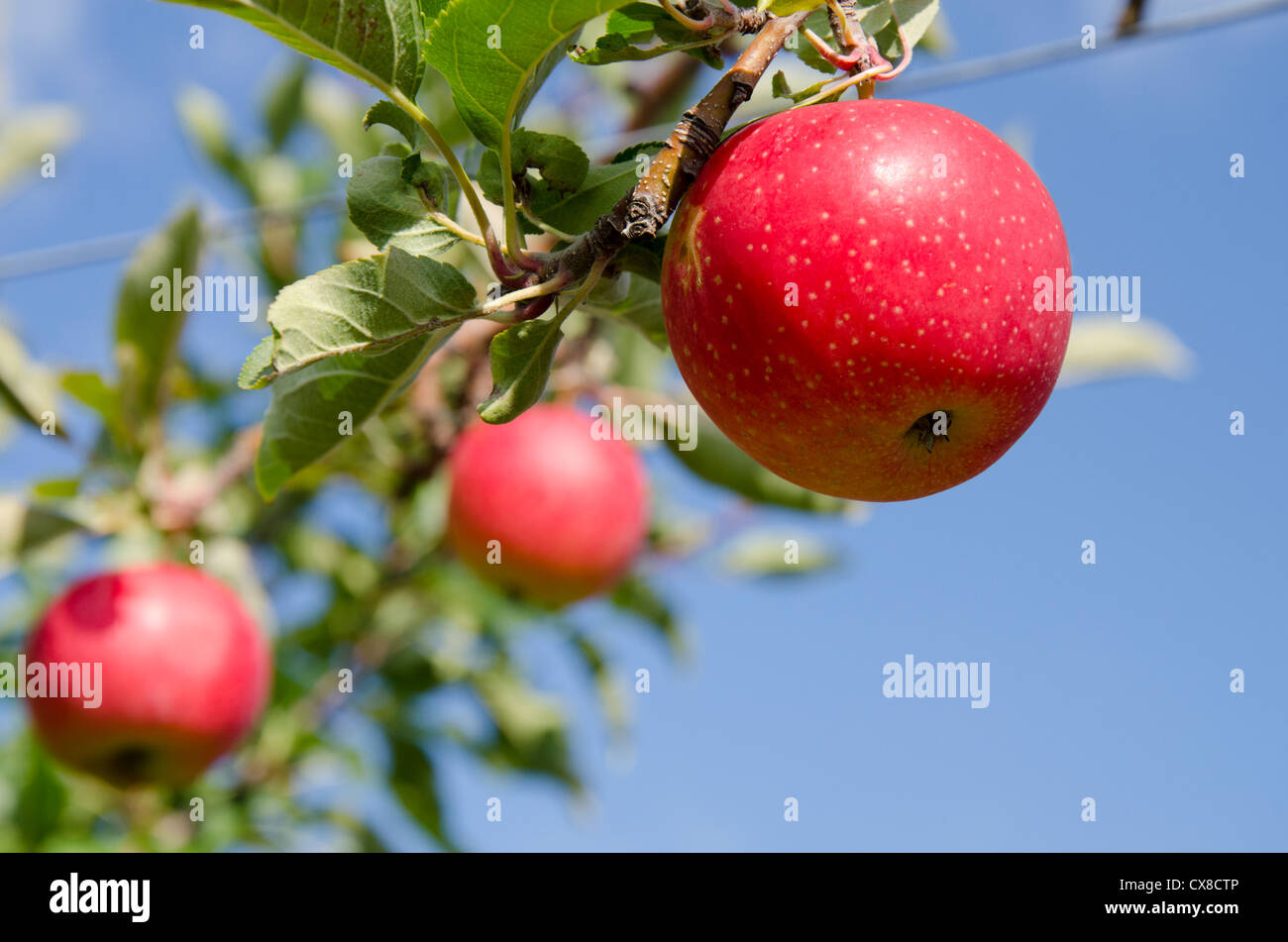 New York, LaFayette. Typical apple orchard in upstate New York at