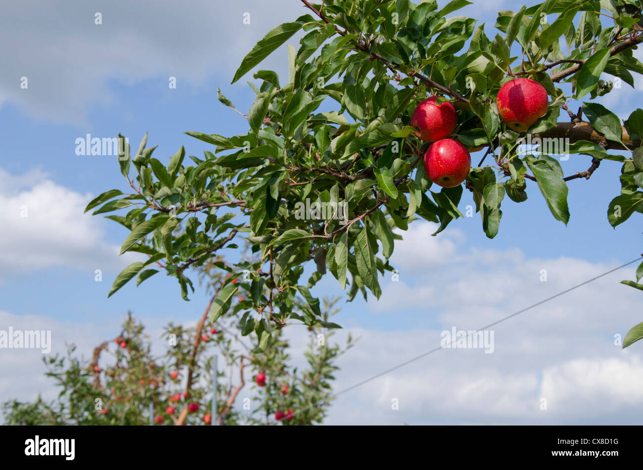 New York, LaFayette. Typical apple orchard in upstate New York at