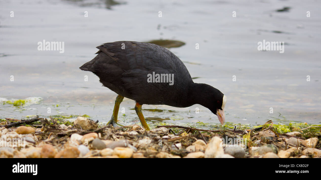 Moorhen on a lakeside, pecking for food with a background of water and a foreground of pebbles and stones Stock Photo