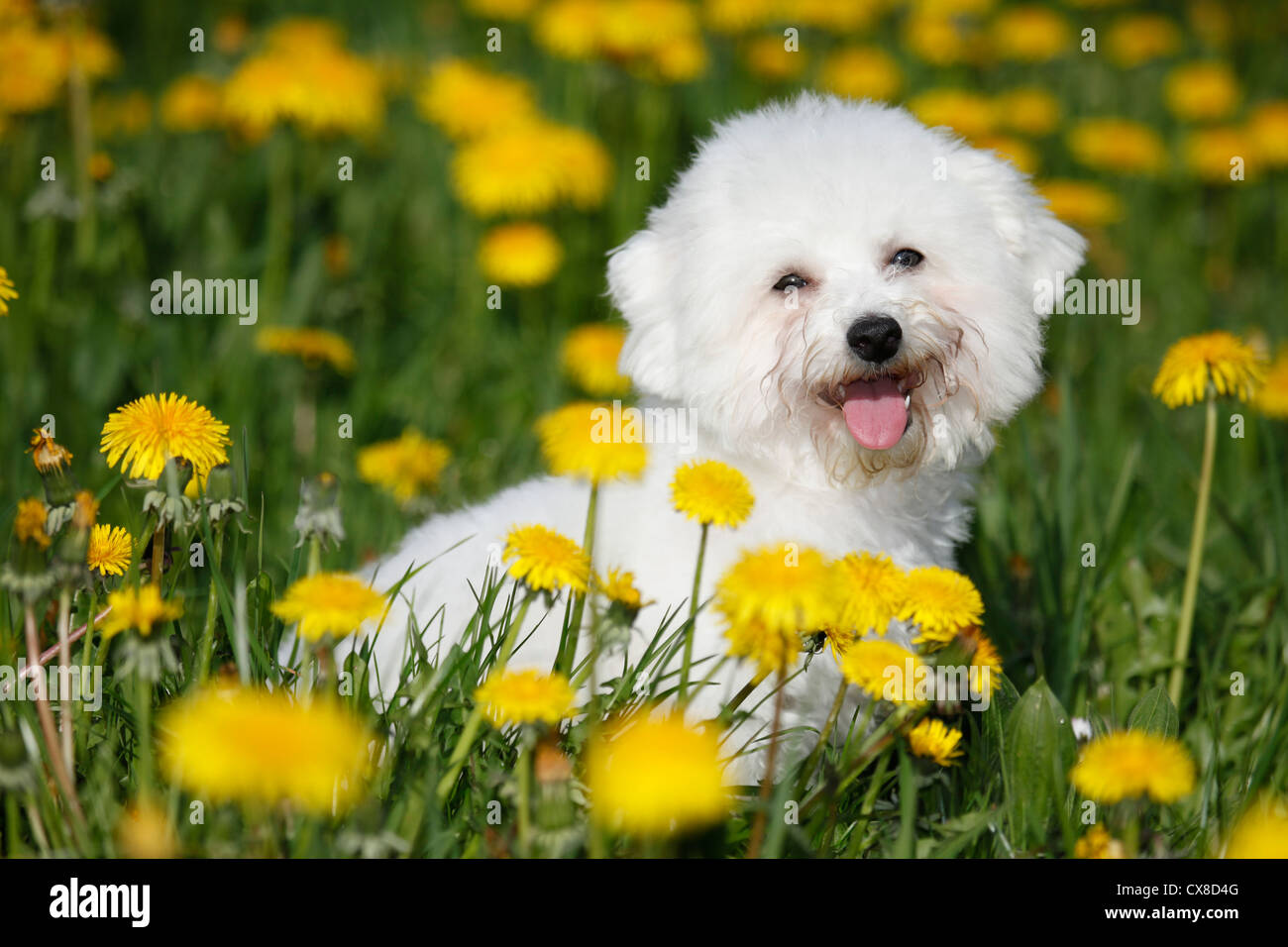 sitting Bichon Frise Stock Photo - Alamy