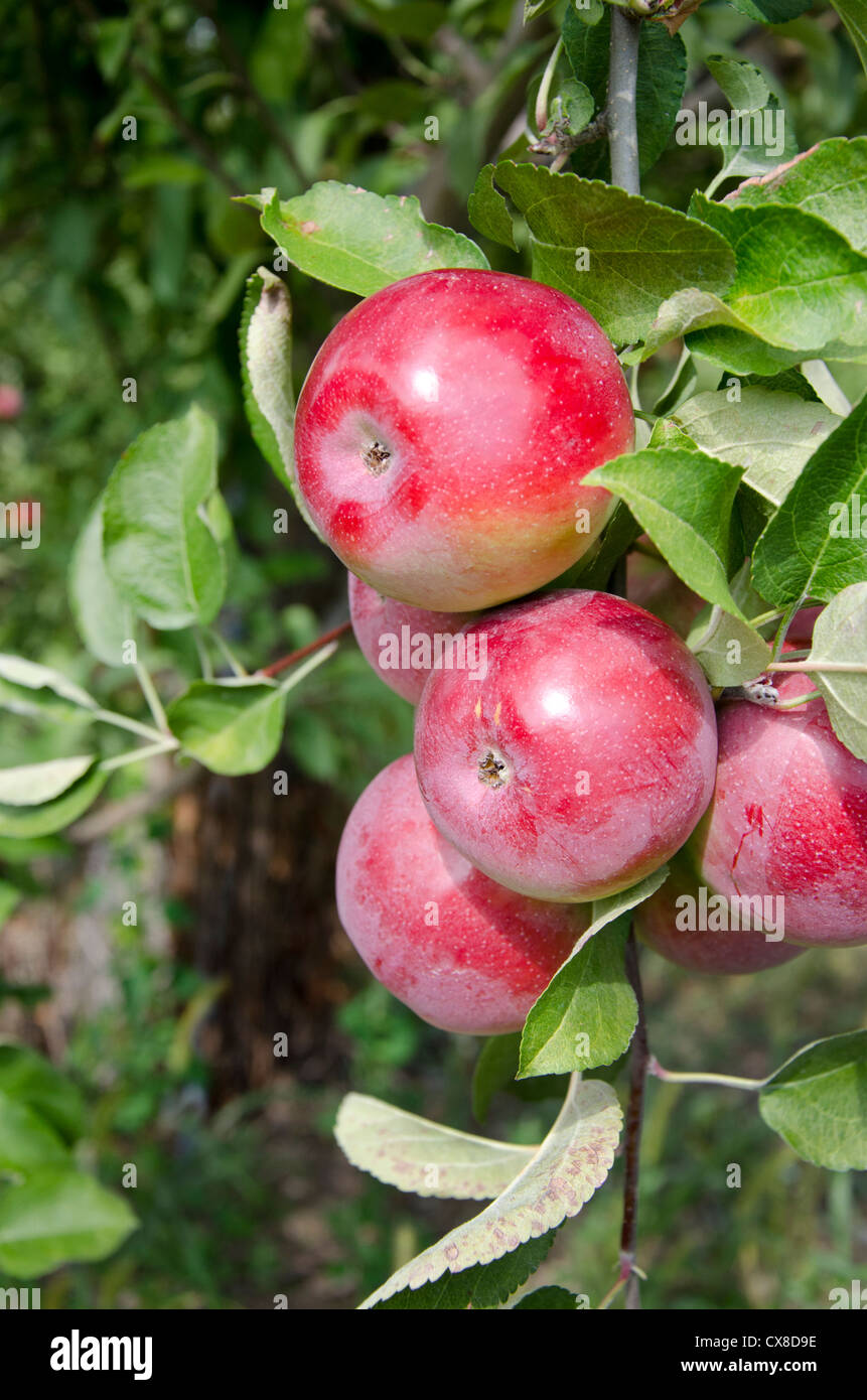 New York, LaFayette. Typical apple orchard in upstate New York at