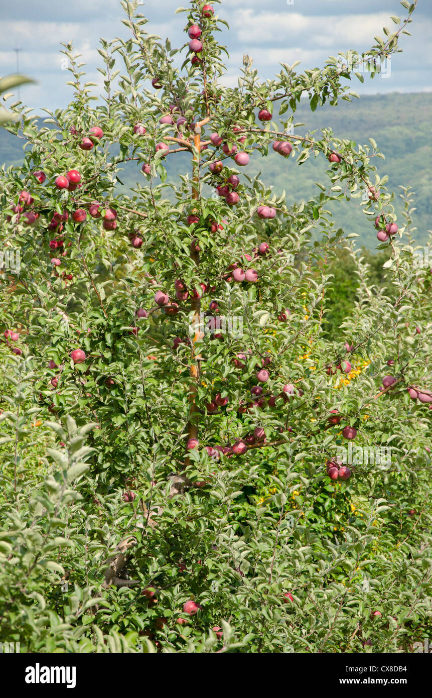 New York, LaFayette. Typical apple orchard in upstate New York at