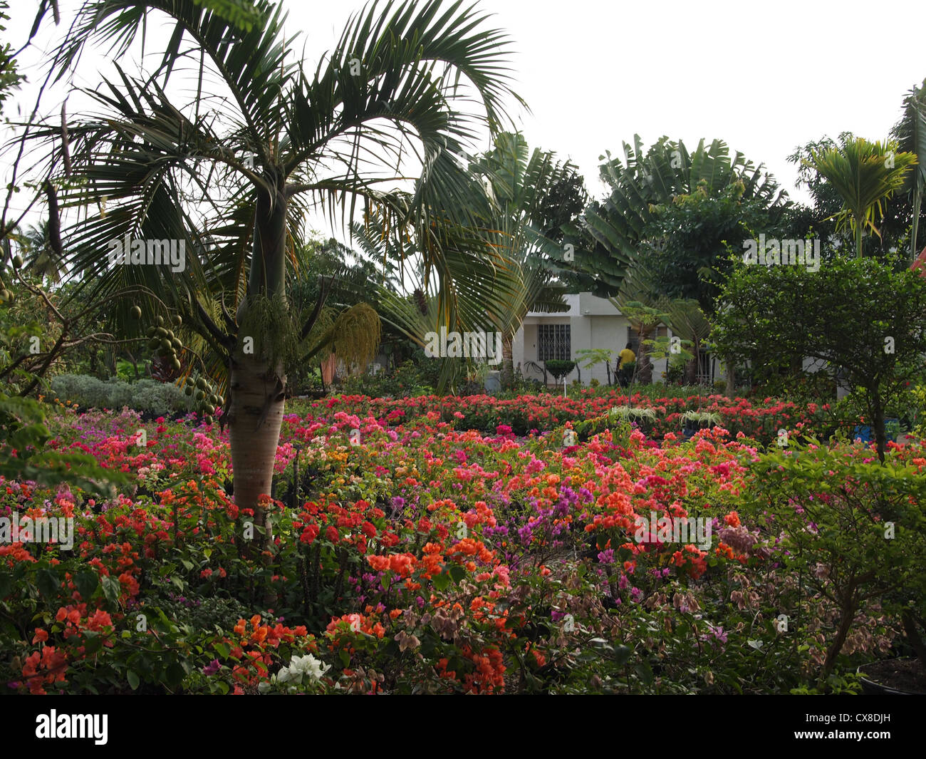 A palm tree among the flowers Stock Photo Alamy