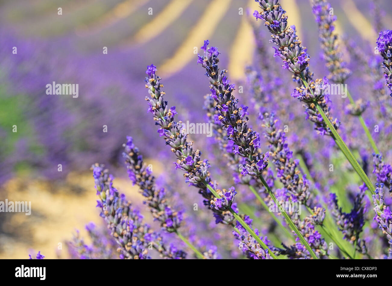 Lavendelfeld - lavender field 07 Stock Photo