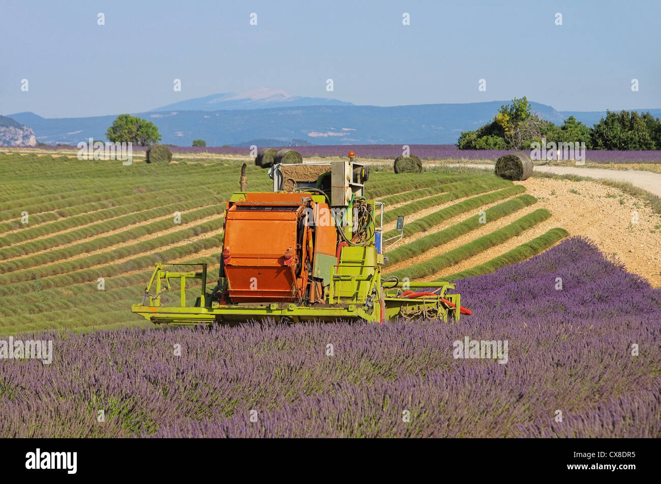 Lavendelfeld Ernte - lavender field harvest 08 Stock Photo