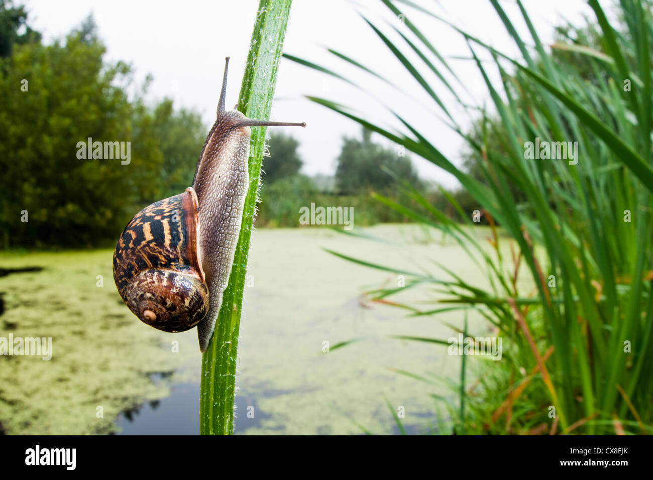 A snail working its way up a plant stem, over looking a weed covered pond Stock Photo