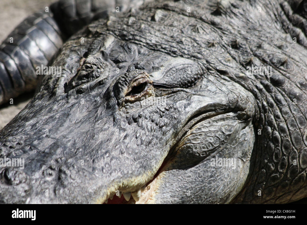 Crocodile or alligator in the sun. Stock Photo