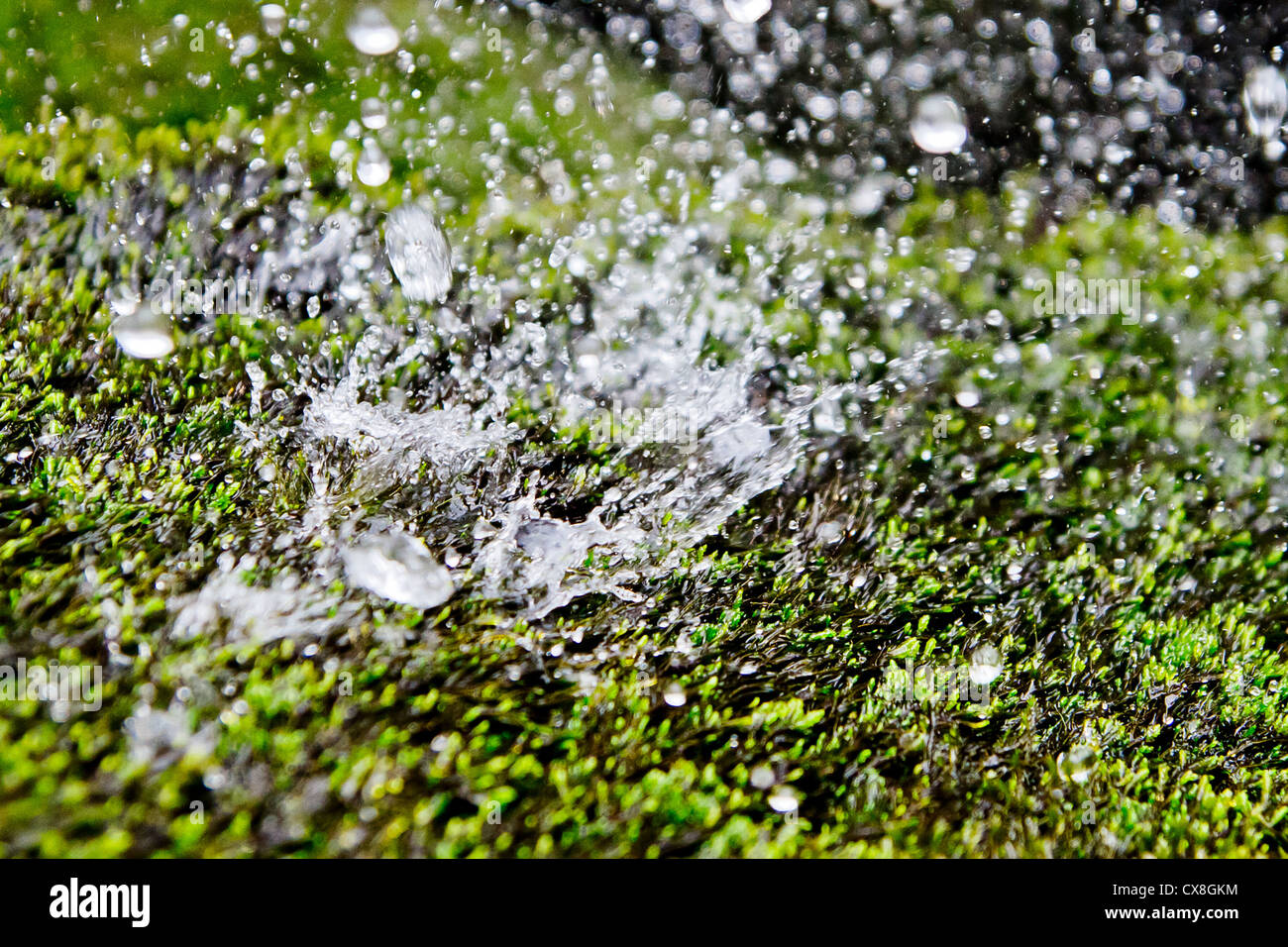 Falling vegetation hi-res stock photography and images - Alamy