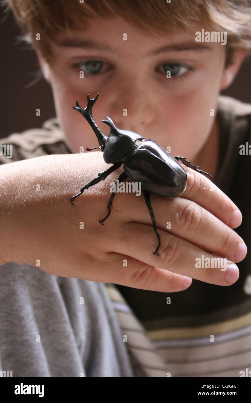 Eleven year old boy holds a large stag beetle on his hand and watches it with great interest. Stock Photo