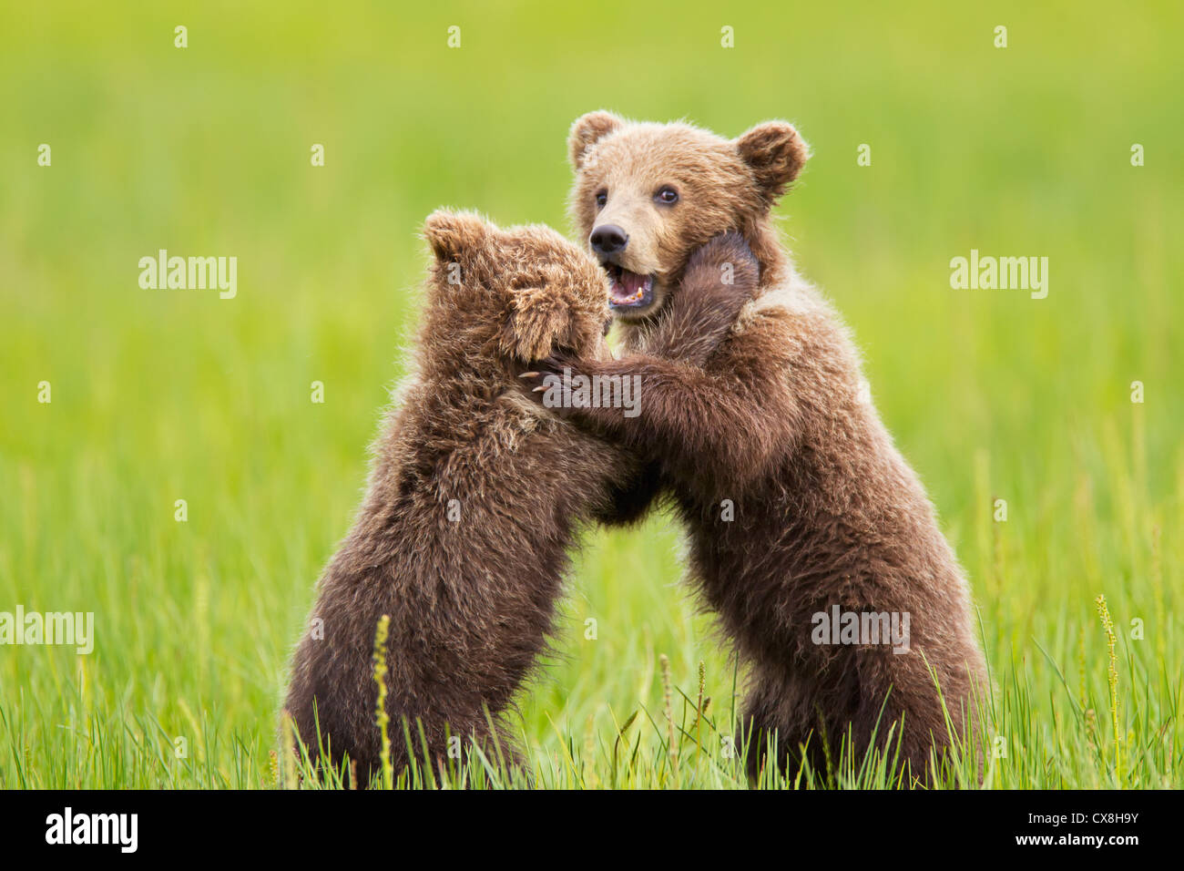 two-brown-bear-cubs-playing-at-lake-clarke-national-park-alaska-united
