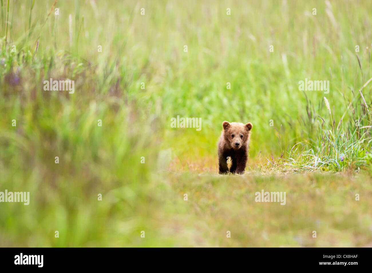Brown Bear Cub Walking Down A Trail - Brown Bear Cub Walking Down A Trail At Lake Clarke National Park Alaska CX8HAF 