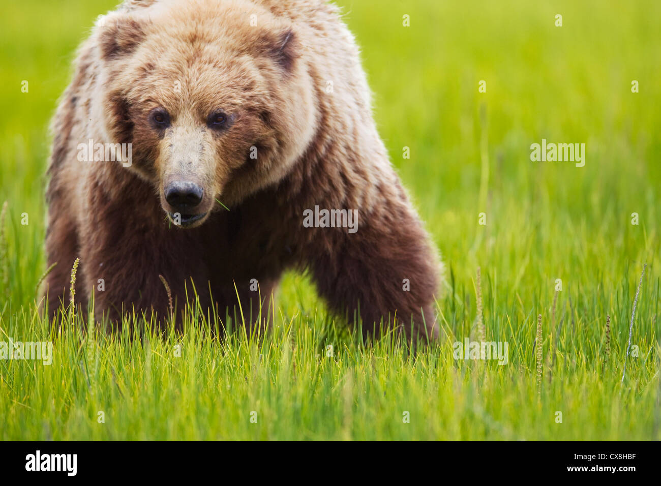 Brown Bear Up Close At Lake Clarke - Brown Bear Up Close At Lake Clarke National Park Alaska United States CX8HBF 