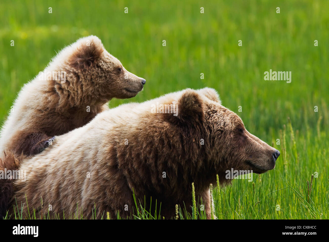 Brown Bear Cub Standing On Mother 39 s - Brown Bear Cub Standing On Mothers Back At Lake Clarke National Park CX8HCC 