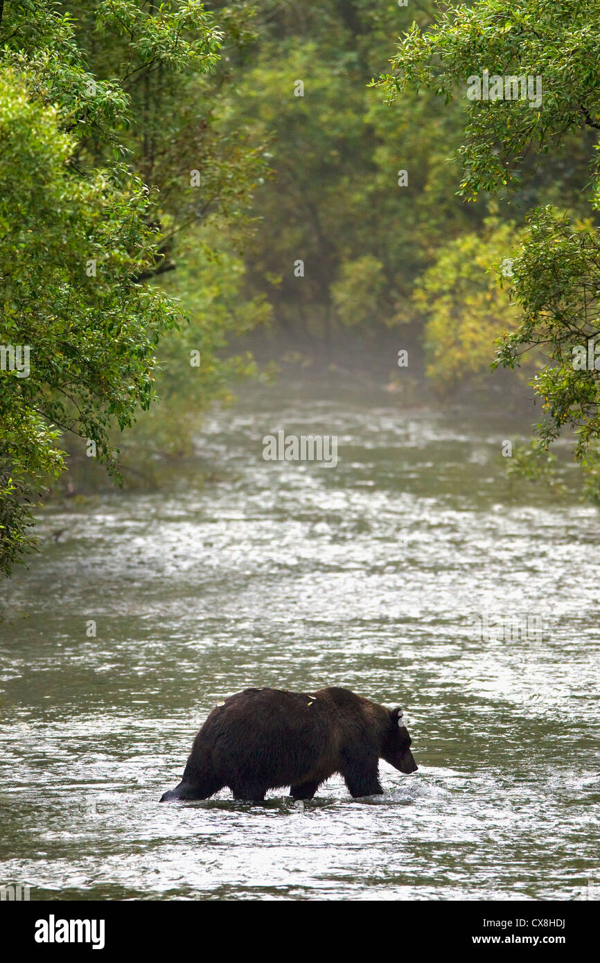 Brown Bear In Water At Fish Creek; Hyder Alaska United States Of America Stock Photo