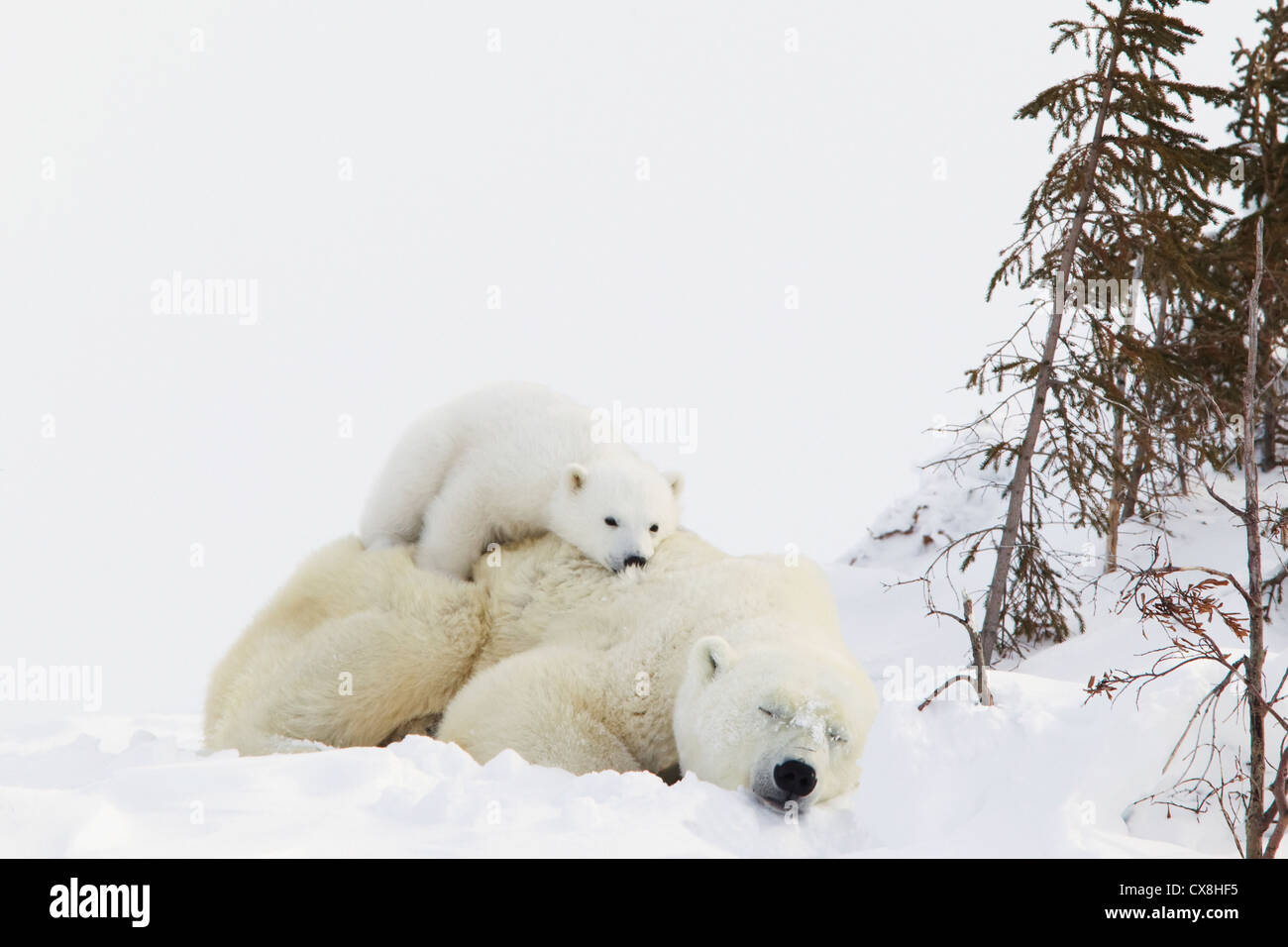 Polar Bear (Ursus Maritimus) Cub Rests On Her Mother's Back At Wapusk ...
