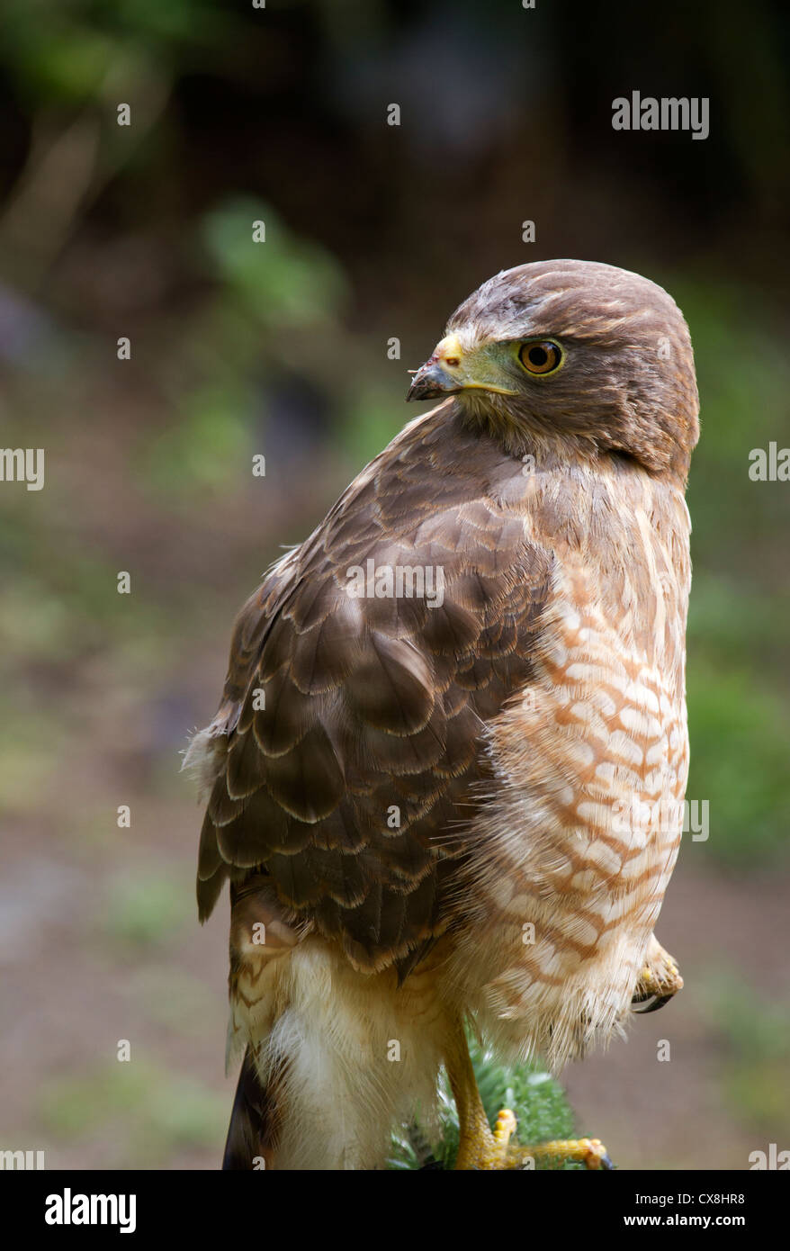 Hawk feather hi-res stock photography and images - Alamy