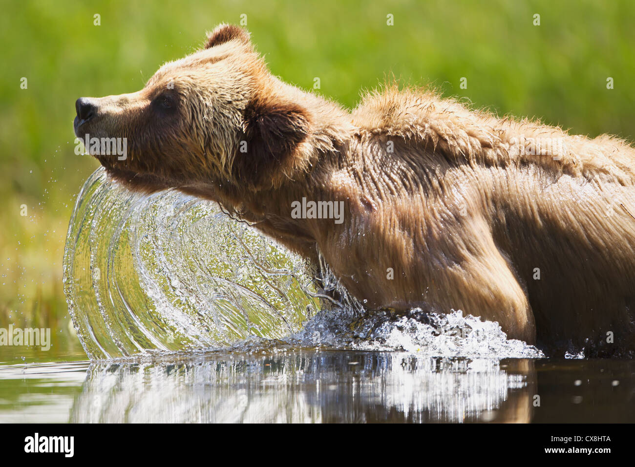 Grizzly bear emerges from the water at the khutzeymateen grizzly bear sanctuary near prince rupert;British columbia canada Stock Photo