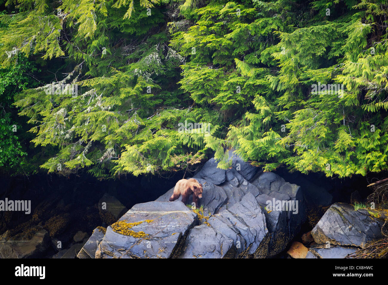 Grizzly bear emerges from the forest at the khutzeymateen grizzly bear sanctuary near prince rupert;British columbia canada Stock Photo