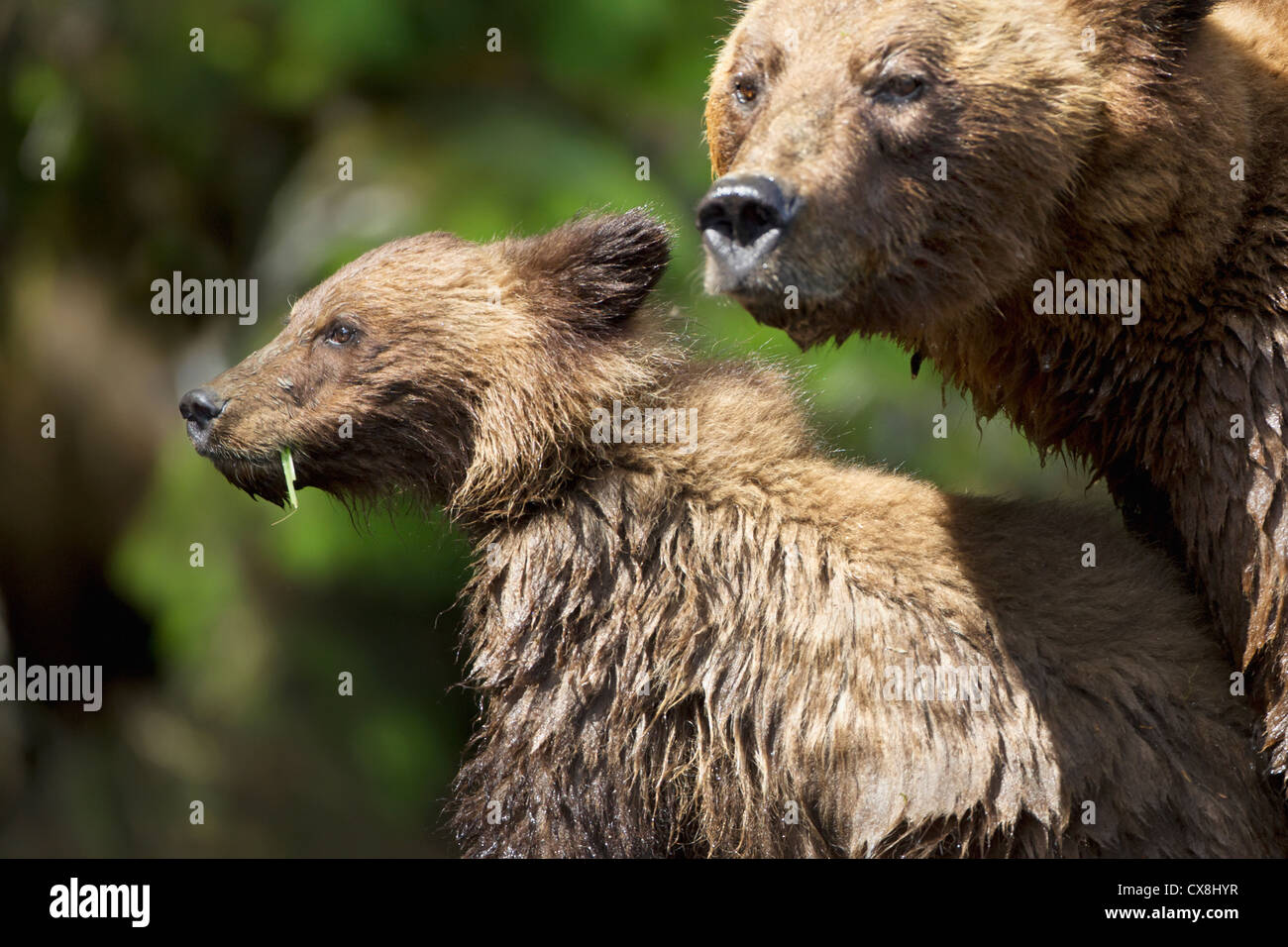 Grizzly bear cub and sow at the khutzeymateen grizzly bear sanctuary near prince rupert;British columbia canada Stock Photo