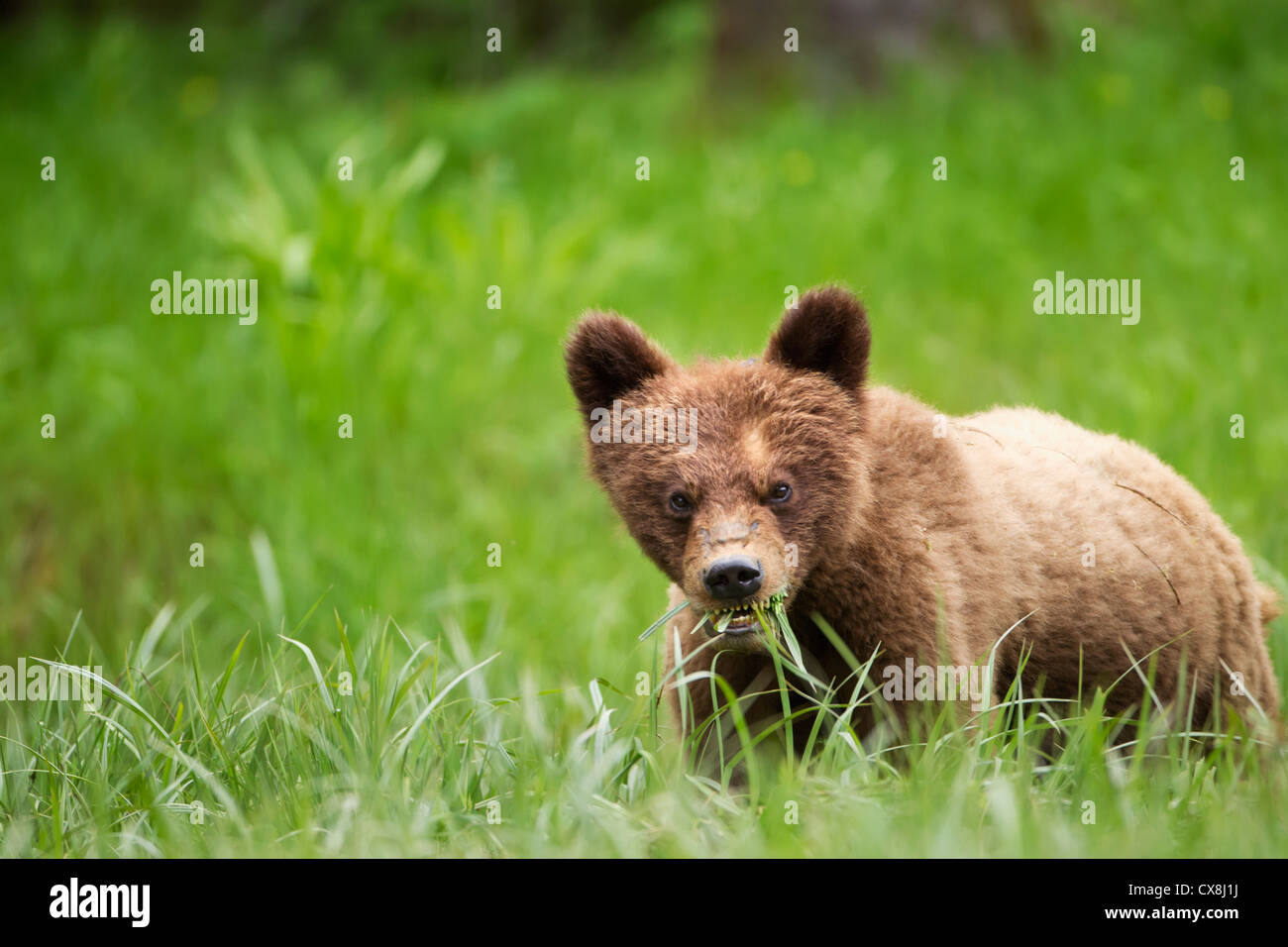 Grizzly bear cub with dangerous expression eating grass at the