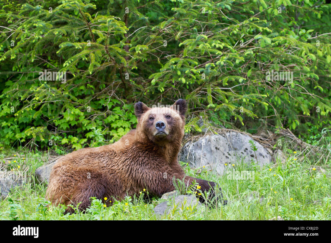 Grizzly bear resting on grass at the khutzeymateen grizzly bear