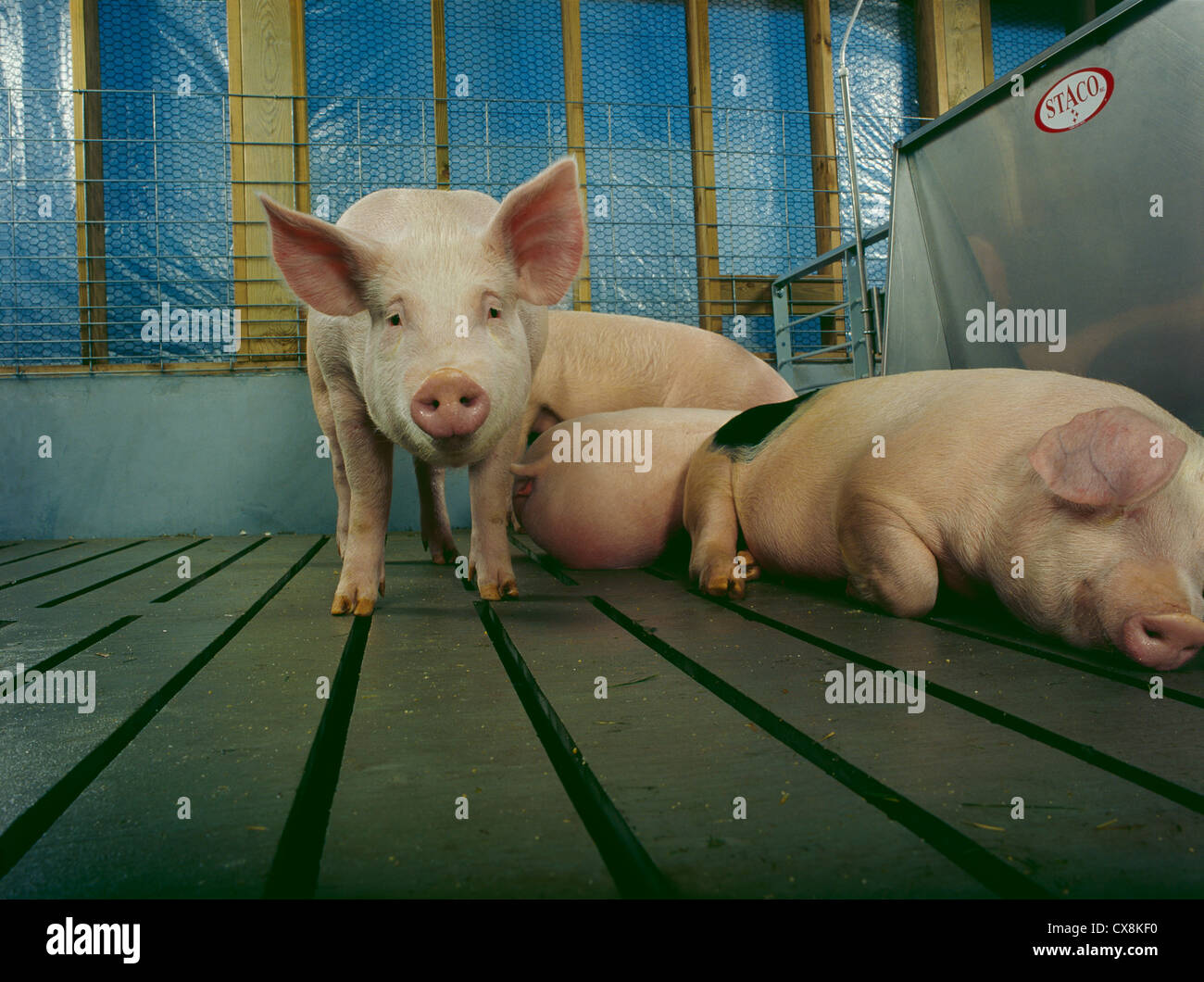 Market Weight Pig High Resolution Stock Photography and Images Alamy