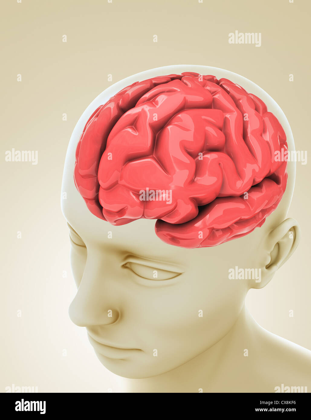 Head with a brain inside. Stock Photo