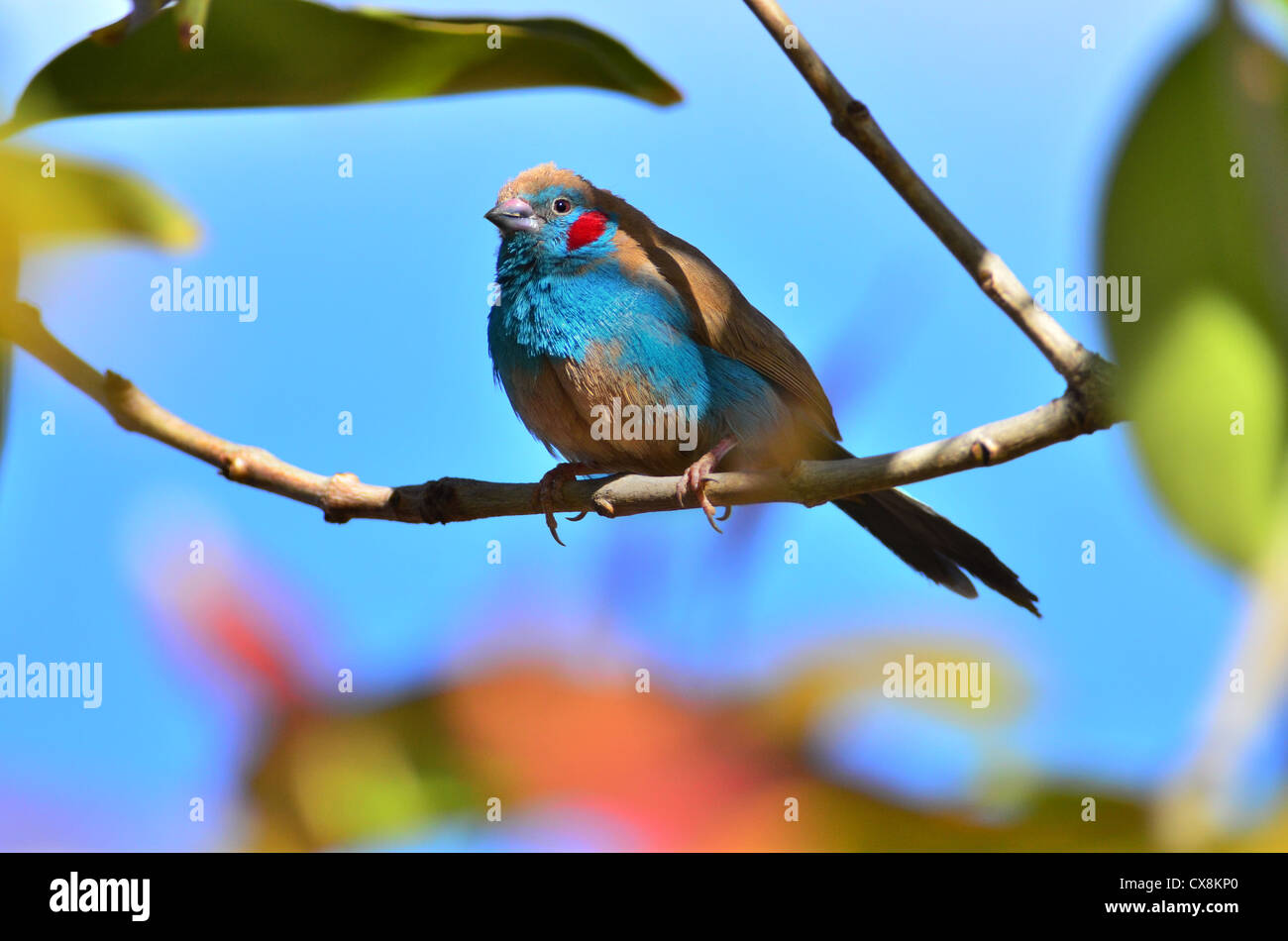 Red-cheeked Cordon-bleu Stock Photo