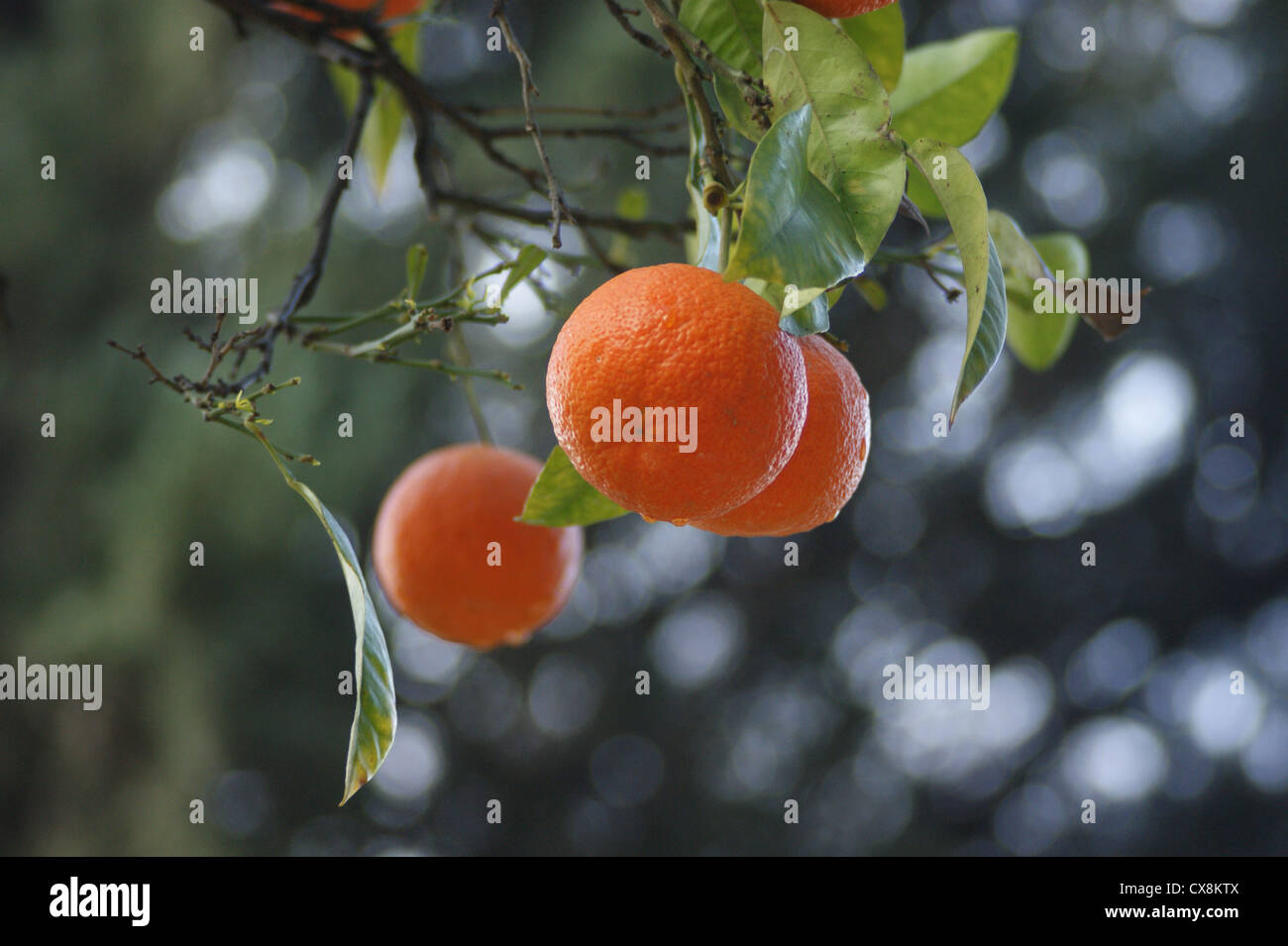Seville oranges taken in seville hires stock photography and images