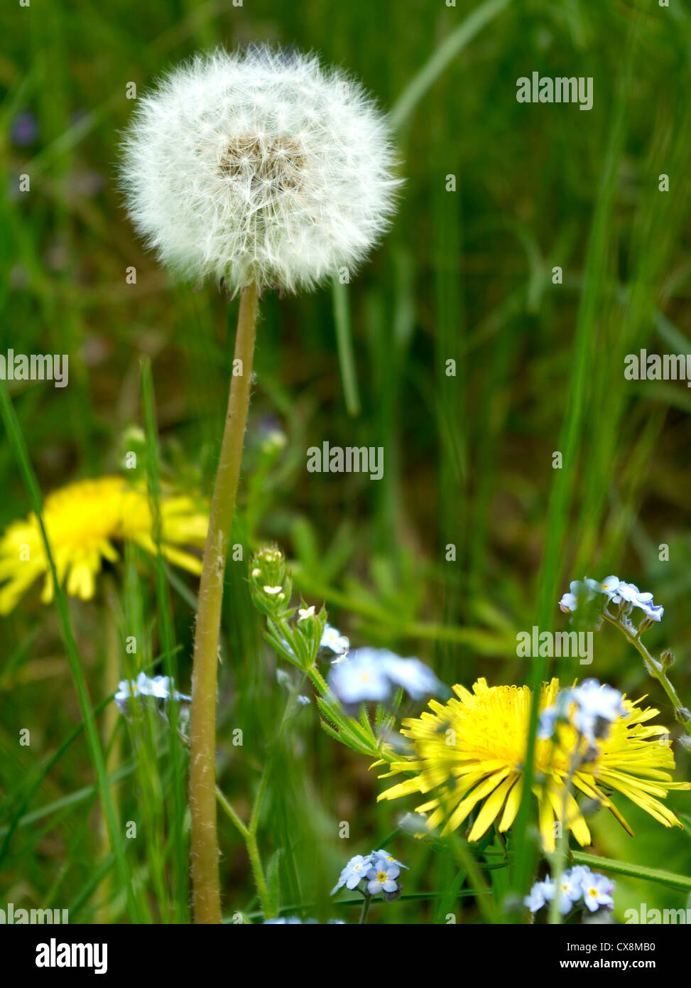 A Dandieion Clock Stock Photo - Alamy