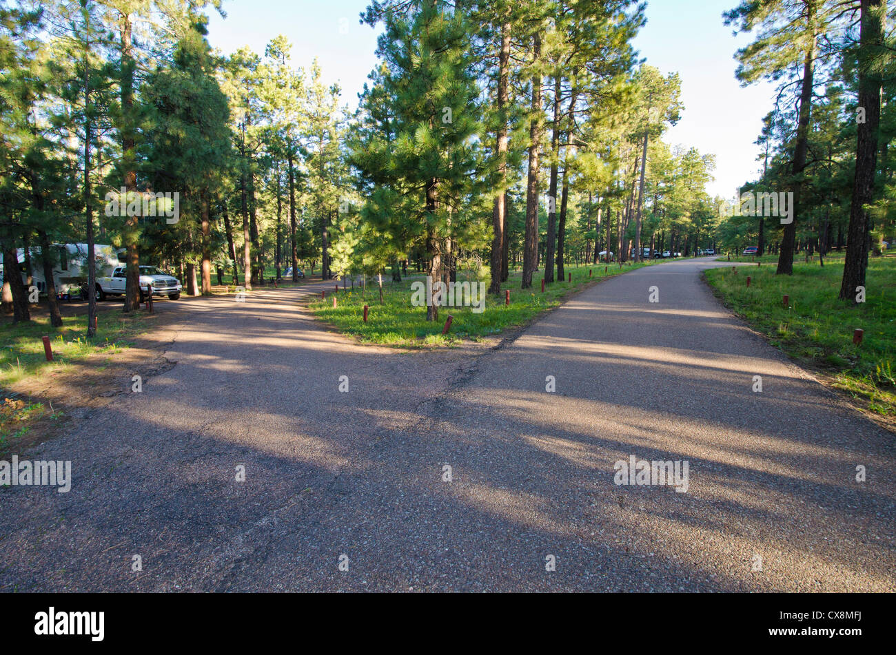 Canyon Point has a range of individual and group campsites to suit many visitors. The campground sits in a heavily wooded pines. Stock Photo