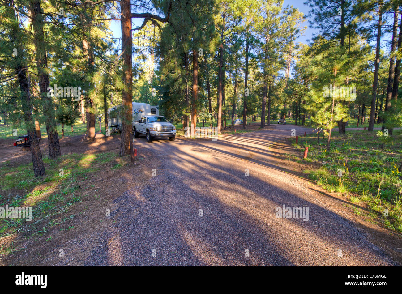 Canyon Point has a range of individual and group campsites to suit many visitors. The campground sits in a heavily wooded pines. Stock Photo