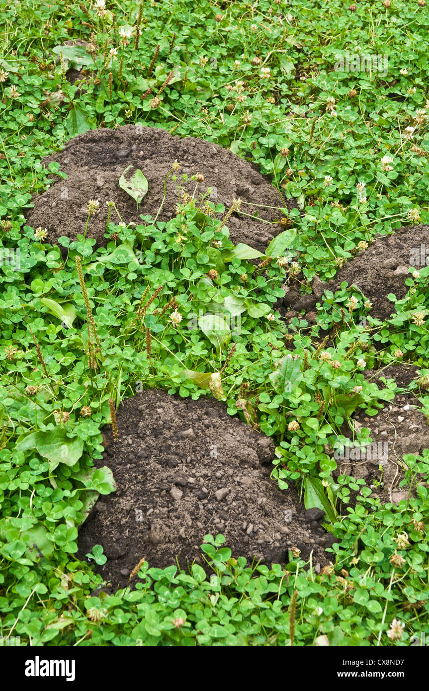Pocket gopher hires stock photography and images Alamy