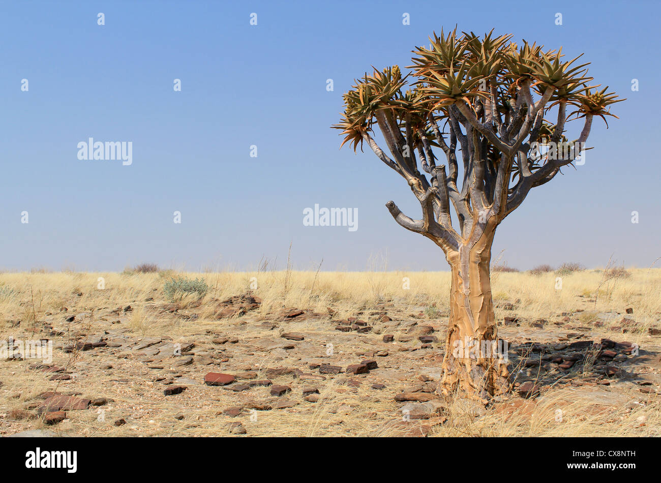 Quiver tree (Aloe dichotoma) in the Namib desert landscape. Namibia Stock Photo