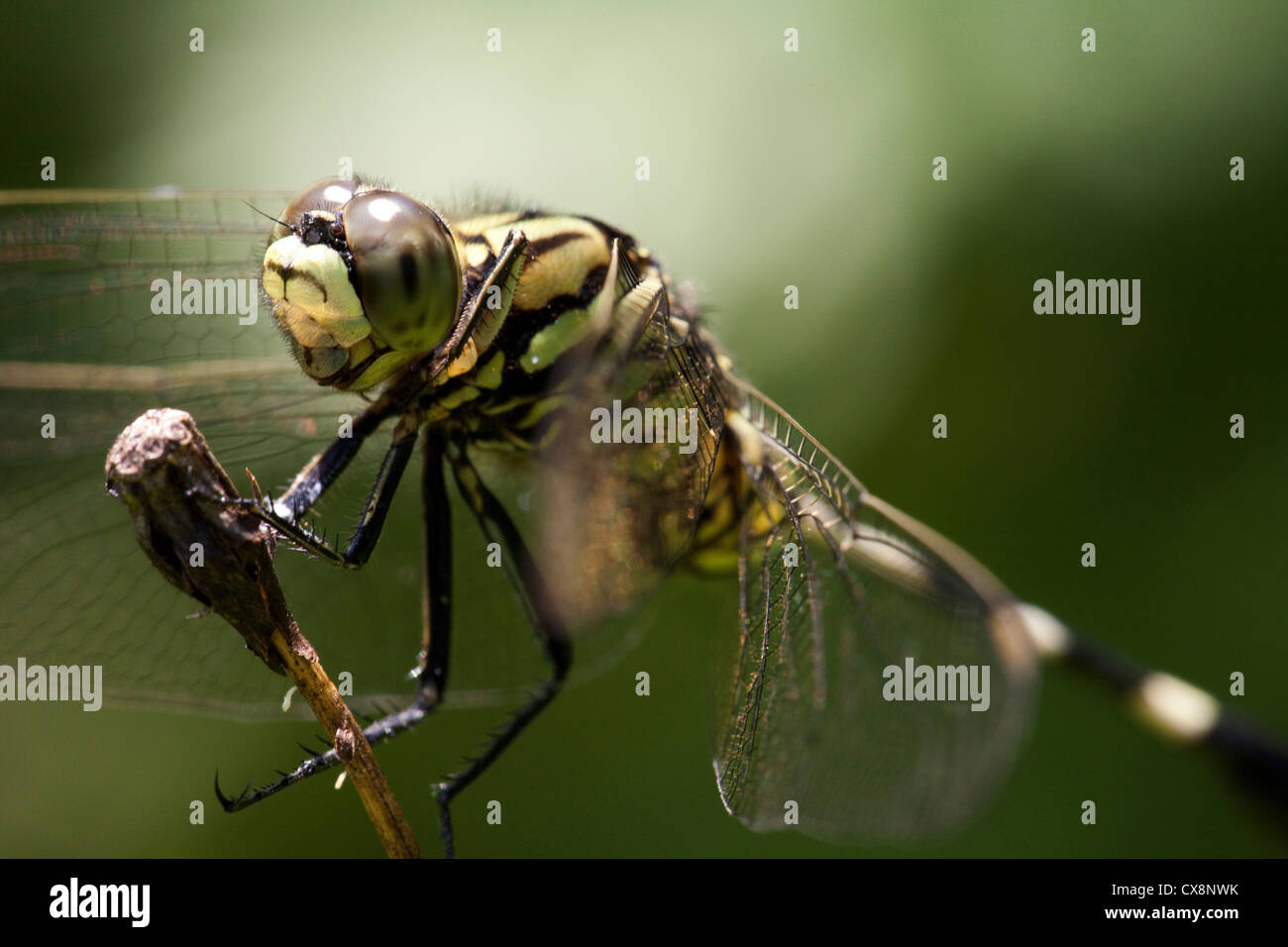 Dragonfly resting on a dried flower Stock Photo - Alamy