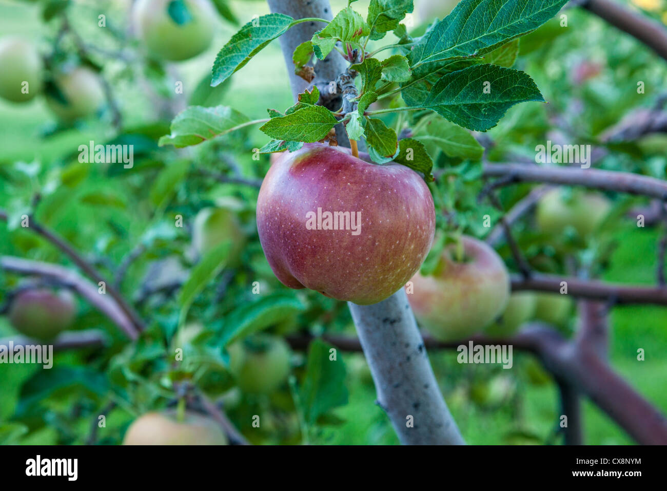 Heirloom apples on the tree Stock Photo Alamy