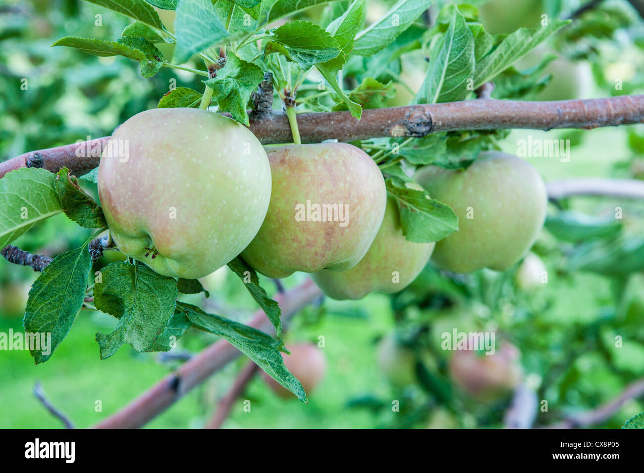 Heirloom apples hires stock photography and images Alamy